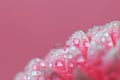 Pink Gerbera flower petals with drops of water, macro on flower, beautiful abstract background Royalty Free Stock Photo