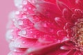 Pink Gerbera flower petals with drops of water, macro on flower, beautiful abstract background Royalty Free Stock Photo