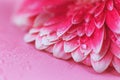 Pink Gerbera flower petals with drops of water, macro on flower, beautiful abstract background Royalty Free Stock Photo