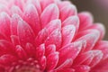 Pink Gerbera flower petals with drops of water, macro on flower, beautiful abstract background Royalty Free Stock Photo