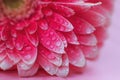 Pink Gerbera flower petals with drops of water, macro on flower, beautiful abstract background Royalty Free Stock Photo