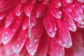 Pink Gerbera flower petals with drops of water, macro on flower, beautiful abstract background Royalty Free Stock Photo