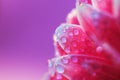 Pink Gerbera flower petals with drops of water, macro on flower, beautiful abstract background Royalty Free Stock Photo