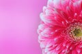 Pink Gerbera flower petals with drops of water, macro on flower, beautiful abstract background Royalty Free Stock Photo