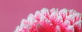 Pink Gerbera flower petals with drops of water, macro on flower, beautiful abstract background. Banner Royalty Free Stock Photo