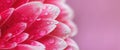 Pink Gerbera flower petals with drops of water, macro on flower, beautiful abstract background. Banner Royalty Free Stock Photo