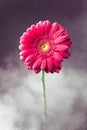 Flower in smoke Royalty Free Stock Photo