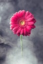Pink gerbera flower in smoke Royalty Free Stock Photo