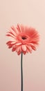 Minimalist Gerbera Flower Mobile Wallpaper With Hyperrealistic Sculpture Style