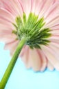 Pink Gerbera Flower Stem