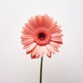Pink Gerbera Flower On Stem: Graflex Speed Graphic Style