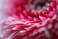 Pink gerbera flower with water drops as background. Close up. Front view. Royalty Free Stock Photo