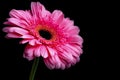 Pink gerbera flower with water drops on petals on dark background Royalty Free Stock Photo
