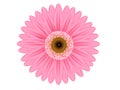 Pink gerbera flower