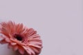 pink gerbera flower on white background.