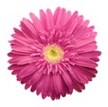 Pink gerbera flower on a white isolated background with clipping path. Closeup. no shadows. For design. Royalty Free Stock Photo