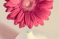 Pink gerbera flower in a white vase on the wooden desk Royalty Free Stock Photo