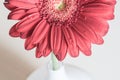 Pink gerbera flower in a white vase on the wooden desk Royalty Free Stock Photo