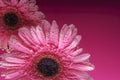 Pink gerbera flowers, with air bubbles on the petals, under water, on a multi-colored background. March 8 concept. International Royalty Free Stock Photo