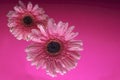 Pink gerbera flowers, with air bubbles on the petals, under water, on a multi-colored background. March 8 concept. International Royalty Free Stock Photo