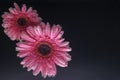 Pink gerbera flowers, with air bubbles on the petals, under water, on a multi-colored background. March 8 concept. International Royalty Free Stock Photo