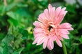 Pink gerbera flowers Royalty Free Stock Photo