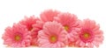 Pink gerbera flowers isolated . Royalty Free Stock Photo