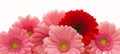 Pink gerbera flowers isolated . Royalty Free Stock Photo