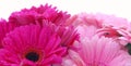 Pink gerbera flowers isolated . Royalty Free Stock Photo