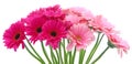 Pink gerbera flowers isolated . Royalty Free Stock Photo