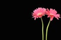 Pink gerbera flowers Standing Tall over black background. Royalty Free Stock Photo