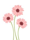 Pink gerbera flowers. Vector illustration. Royalty Free Stock Photo