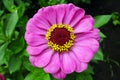 Pink Gerbera