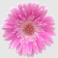 Pink gerbera germini flower closeup Royalty Free Stock Photo