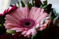 Pink gerbera in a gift bouquet. Happy Birthday. Partial focusing of the frame. Royalty Free Stock Photo