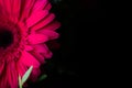 Pink gerbera in a gift bouquet. Happy Birthday. Royalty Free Stock Photo