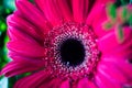Pink gerbera in a gift bouquet. Happy Birthday. Royalty Free Stock Photo