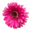 Pink gerbera isolated on white Royalty Free Stock Photo