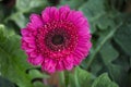 Pink gerbera jamesonii flower, Empress garden, Pune