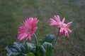 Pink Gerbera in July in the garden. Gerbera is a genus of plants in the Asteraceae, daisy family. Berlin, Germany