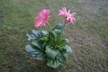 Pink Gerbera in July in the garden. Gerbera is a genus of plants in the Asteraceae, daisy family. Berlin, Germany