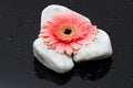 Pink gerbera laying on white rocks and dark wet surface reflecti Royalty Free Stock Photo