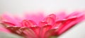 Pink Gerbera macro Royalty Free Stock Photo