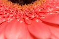 Pink Gerbera Macro Royalty Free Stock Photo