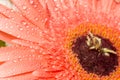 Pink Gerbera Macro Royalty Free Stock Photo