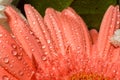 Pink Gerbera Macro Royalty Free Stock Photo