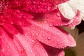 Pink Gerbera Macro Royalty Free Stock Photo