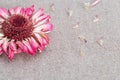 Pink gerbera macro on natural linen cloth with copy space. Close up Royalty Free Stock Photo