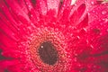 Pink Gerbera Macro Retro Royalty Free Stock Photo