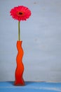 Pink gerbera in an orange vase Royalty Free Stock Photo